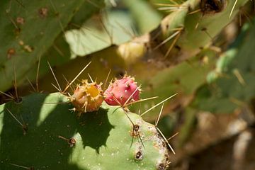 Vruchten van een cactusvijg van Heiko Kueverling