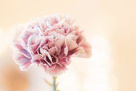 pink asterisk by Tania Perneel