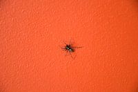 Een Spin Op De Muur!
