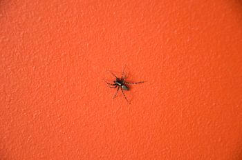 A Spider On The Wall!