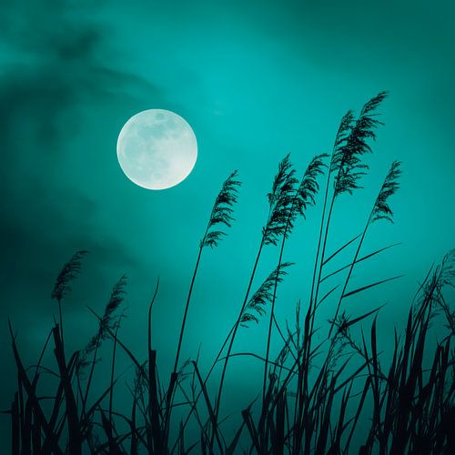 Volle maan boven riet