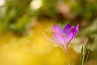 A purple crocus flower in golden yellow warm light