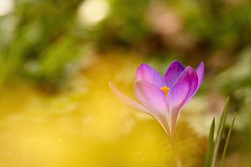 A purple crocus flower in golden yellow warm light by Samuel Gliese