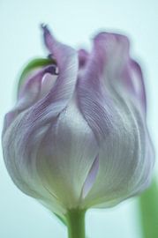 De Tulp by Minie Drost