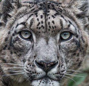 Snowleopard van Nicola Mathu