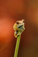 Grenouille sur un bâton