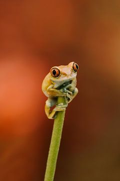 Frog on a stick by Rachel Fotografie