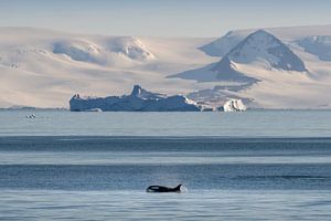 Ein Orca in der Landschaft der Antarktis