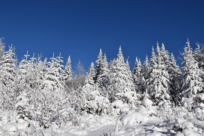 Een besneeuwd bos na de storm van Claude Laprise