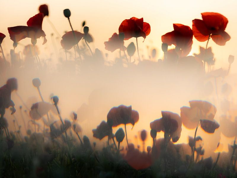 Mohnblumen bei Sonnenuntergang 2 von Patricia van Kuik