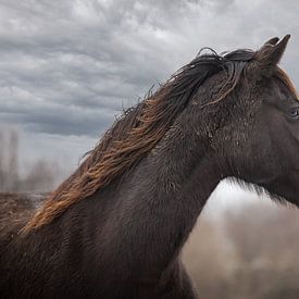 Between the clouds by Ellen Pitlo