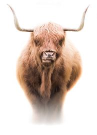 Schottischer Highlander von Karel Ton