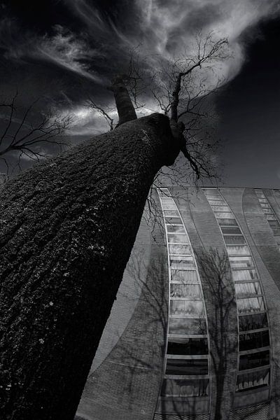 Growing together in height by Herman Peters