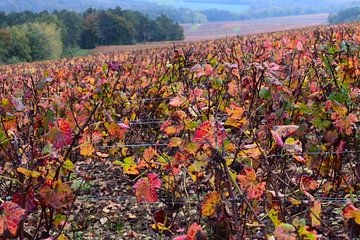 Pinot noir wijngaarden van de Champagnestreek tijdens de herfst - felrood gekleurde bladeren aan de wijnranken. Wijnstreek Champagne in Frankrijk. van Studio LE-gals