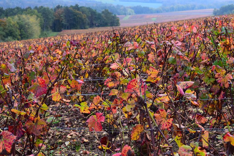 Vignobles de pinot noir de la région de Champagne à l'automne - feuilles de vigne d'un rouge éclatant. Région viticole de Champagne en France. par Studio LE-gals