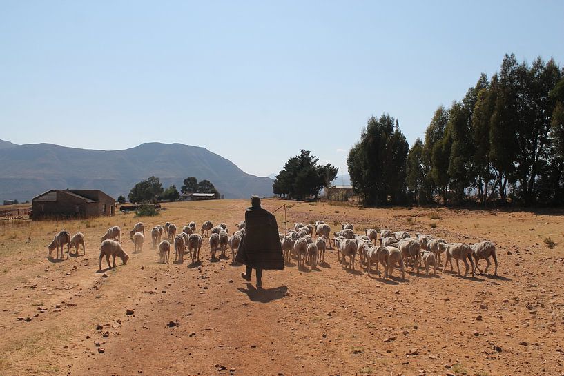 shepherd in lesotho by Christiaan Van Den Berg