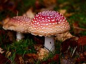Fly agaric in autumn by Judith van Wijk thumbnail