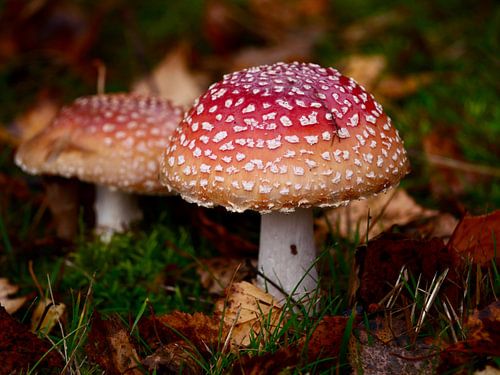 Fly agaric in autumn