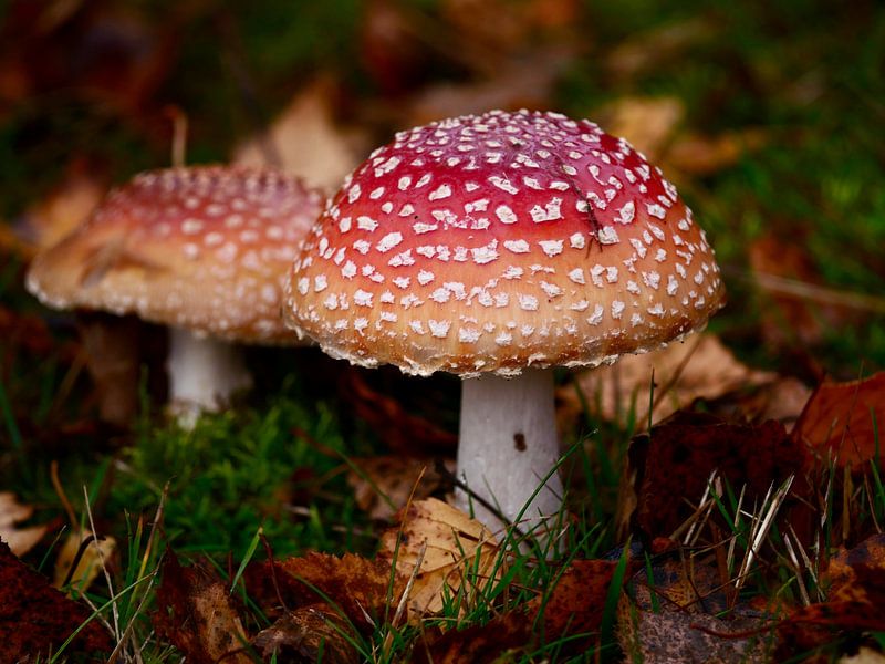 Fly agaric in autumn by Judith van Wijk