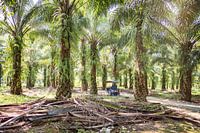 Palm trees in Bukit Lawang, Sumatra, Indonesia.