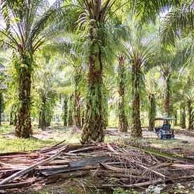 Palm trees in Bukit Lawang, Sumatra, Indonesia. by Made by Voorn