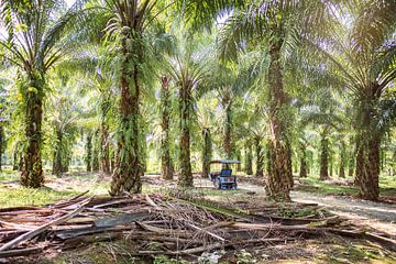 De palmbomen in Bukit Lawang, Sumatra, Indonesië. van Made by Voorn