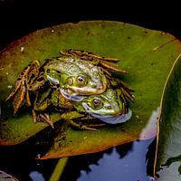 Des grenouilles dans un siège duo.