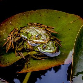 Frösche im Duositz. von Huub de Bresser