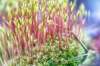 Star Moss