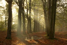 Schöne Sonnenharfen im schönen Zoomland