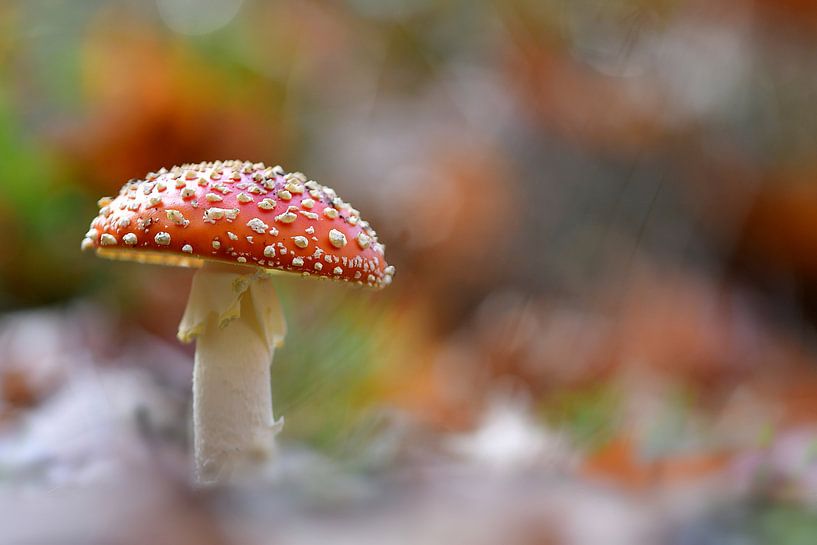 Agaric de la mouche par Sandra Raangs