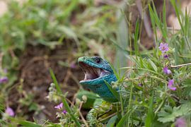 Emerald lizard in Bulgaria by Ronald Wilfred Jansen