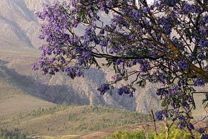 Jacaranda Baum am Swartberg Pass
