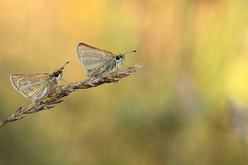 Twee vlinders op een grashalm van Gonnie van de Schans