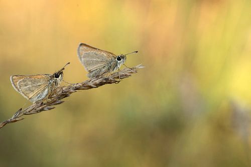 Twee vlinders op een grashalm