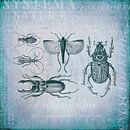 Kevers en insecten van Andrea Haase thumbnail