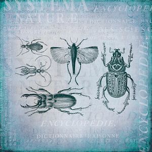 Käfer und Insekten von Andrea Haase