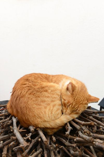 Faule Katze von Richard Wareham