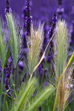 Lavender by Jolanda van Eek en Ron de Jong