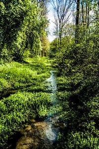 Ein Bachlauf