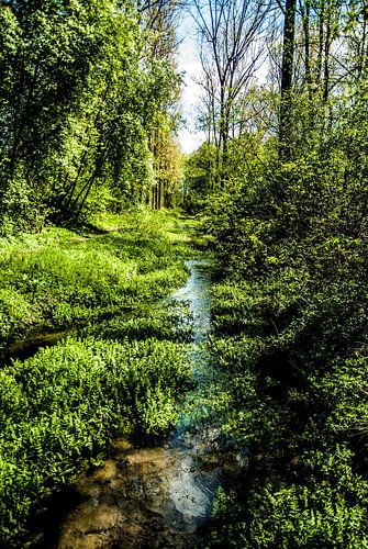 A course of the stream