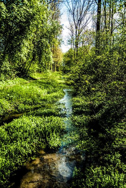 A course of the stream by Norbert Sülzner
