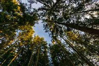 Germany, Clearing in the black forest recreation area between tall trees