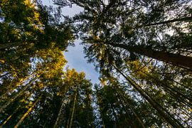 Germany, Clearing in the black forest recreation area between tall trees by adventure-photos