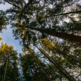 Deutschland, Lichtung im Erholungsgebiet Schwarzwald zwischen hohen Bäumen von adventure-photos