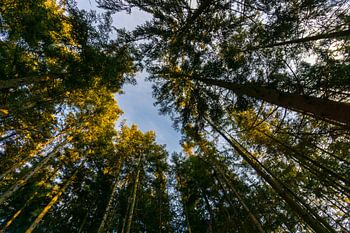 Deutschland, Lichtung im Erholungsgebiet Schwarzwald zwischen hohen Bäumen