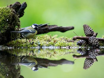 Grande mésange près de l'eau