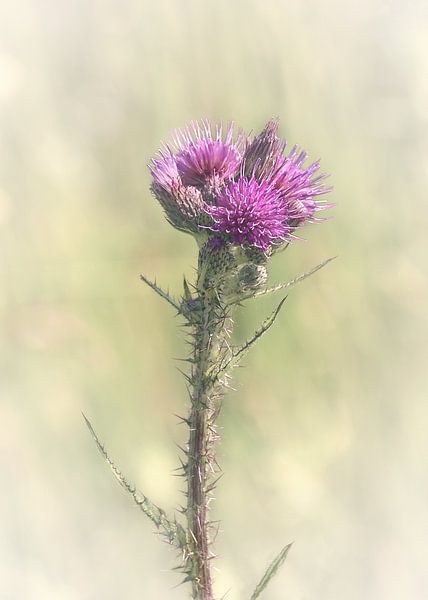 wild plant by Naomi van Mierlo