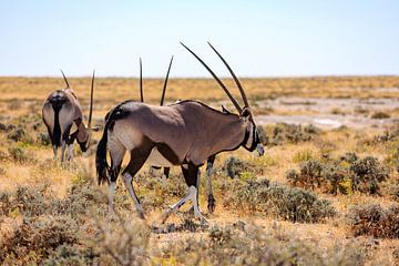 Oryx antelopes in Namibia by Roland Brack