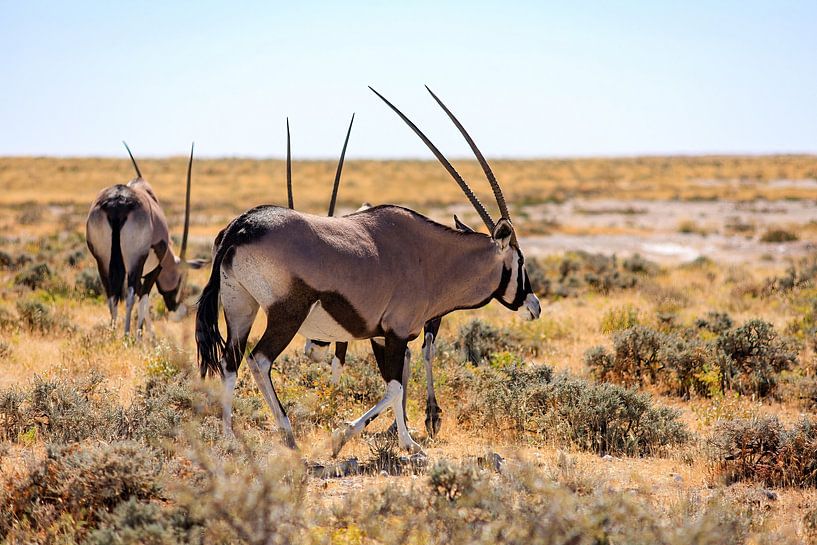Oryx Antilopen in Namibia von Roland Brack